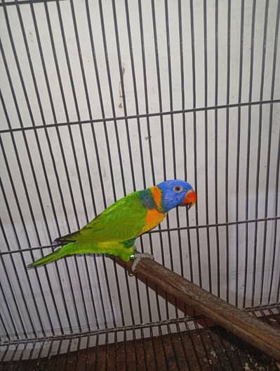 red coller lori breeder female with dna