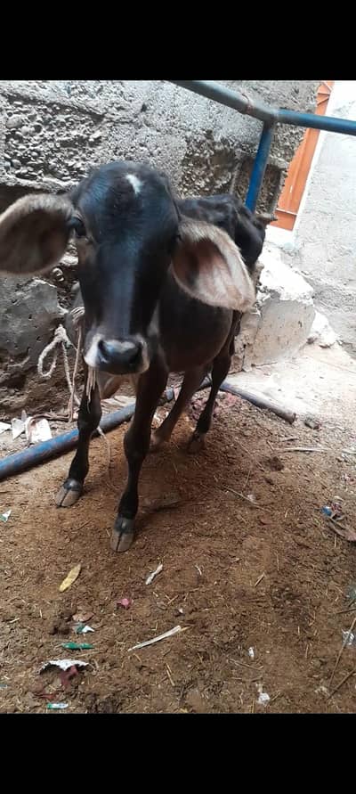 Friesian bachri