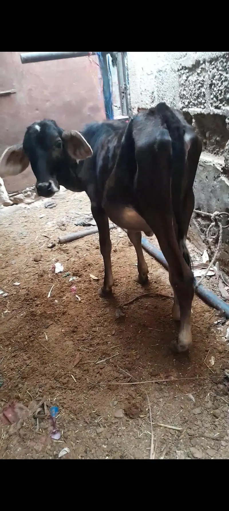 Friesian bachri — photo 2