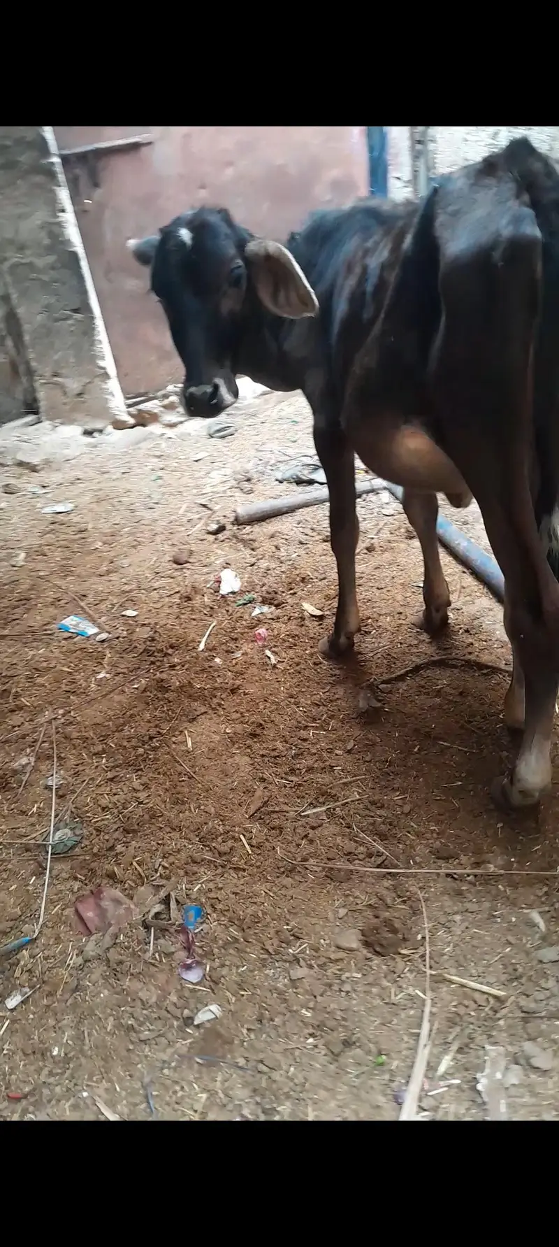 Friesian bachri — photo 3