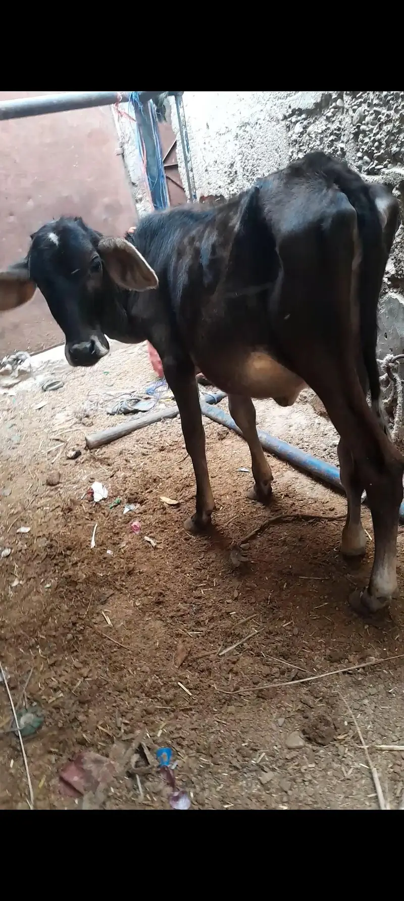 Friesian bachri — photo 4