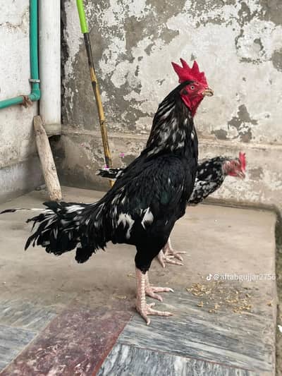 aseel murga murgya sale