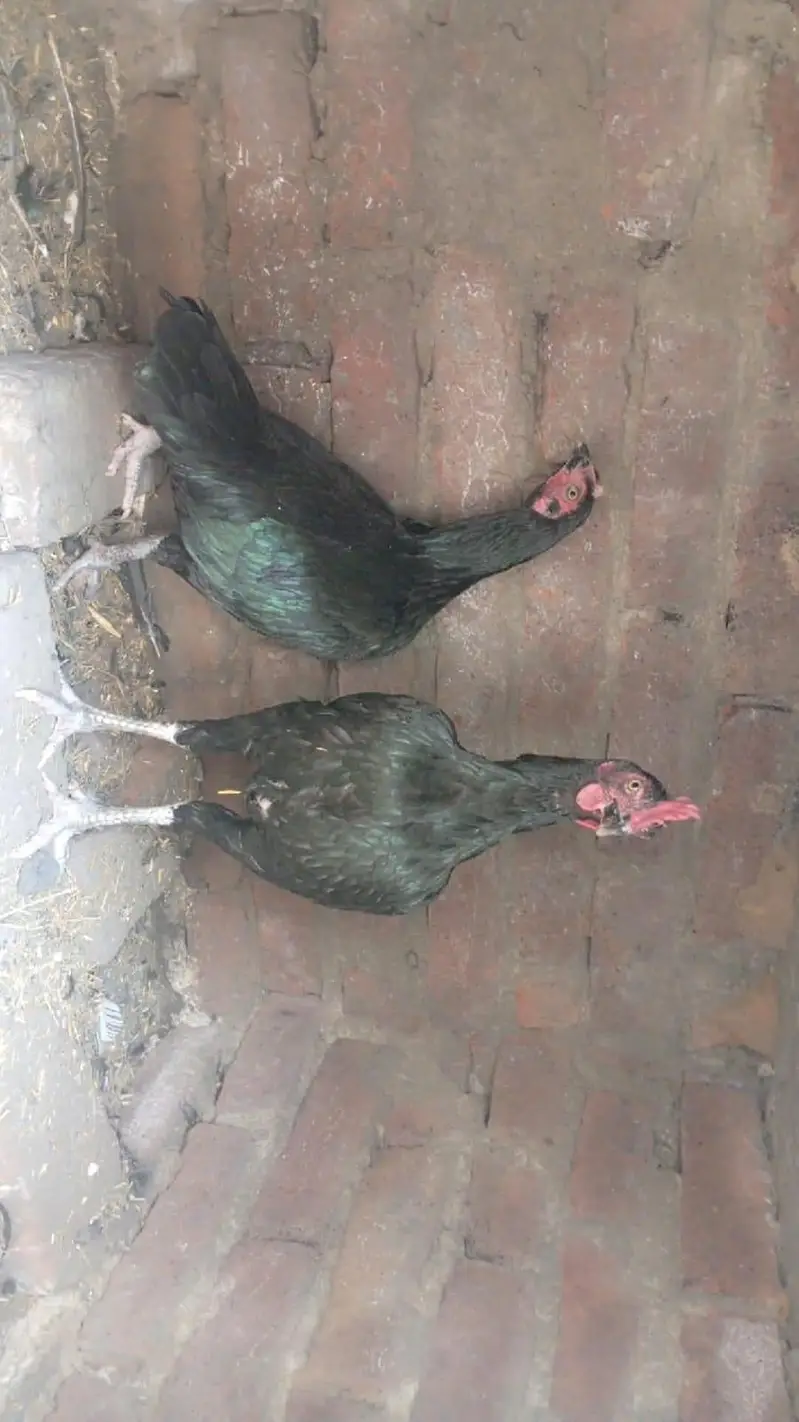aseel murga murgya sale — photo 2