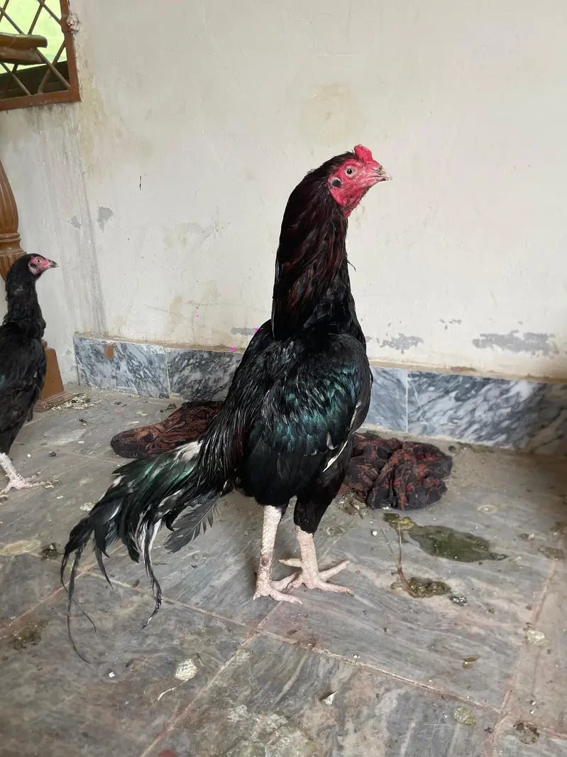 aseel murga murgya sale — photo 3