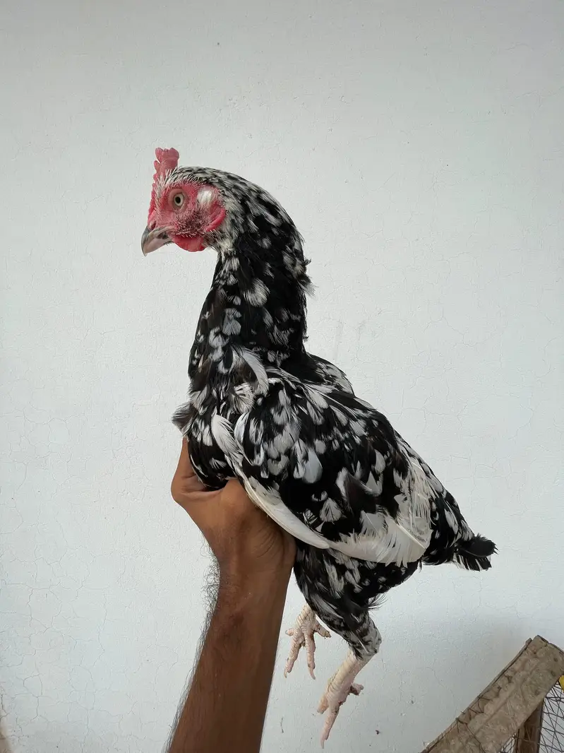 aseel murga murgya sale — photo 5