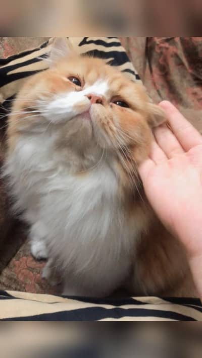 cat for sale