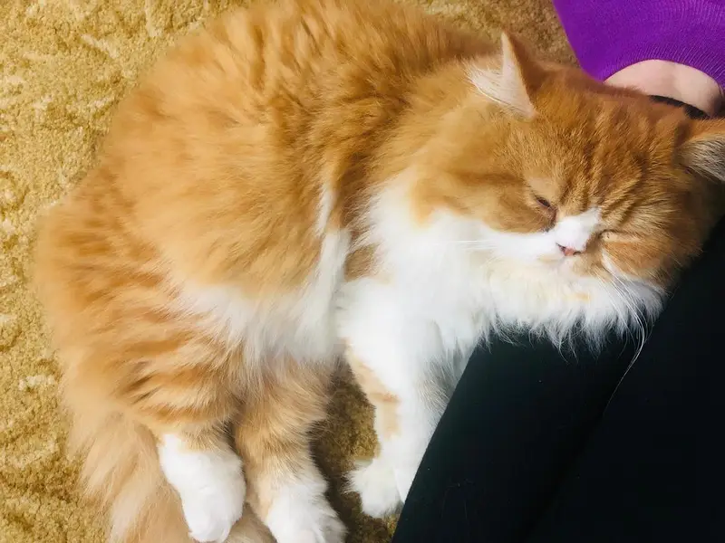cat for sale — photo 3