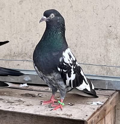 Mehroo wali Rampuri Teedy Female or Ch sb vala maleTeddy100% Breeder p