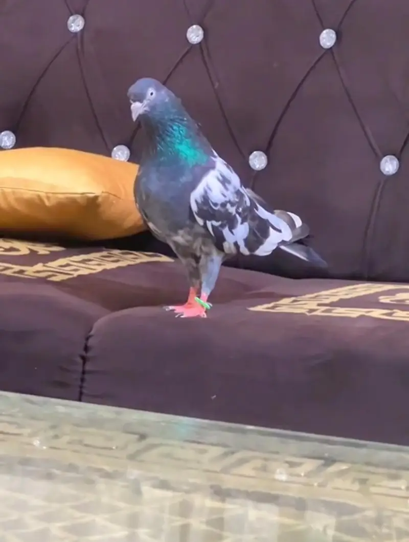 Mehroo wali Rampuri Teedy Female or Ch sb vala maleTeddy100% Breeder p — photo 2