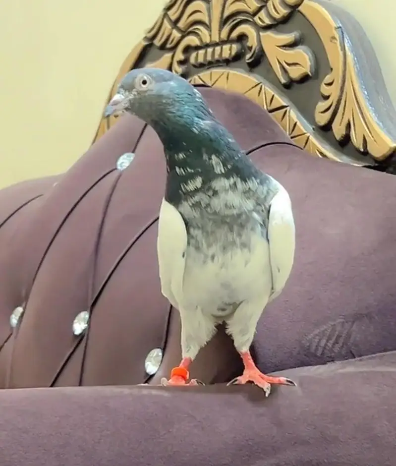 Mehroo wali Rampuri Teedy Female or Ch sb vala maleTeddy100% Breeder p — photo 3