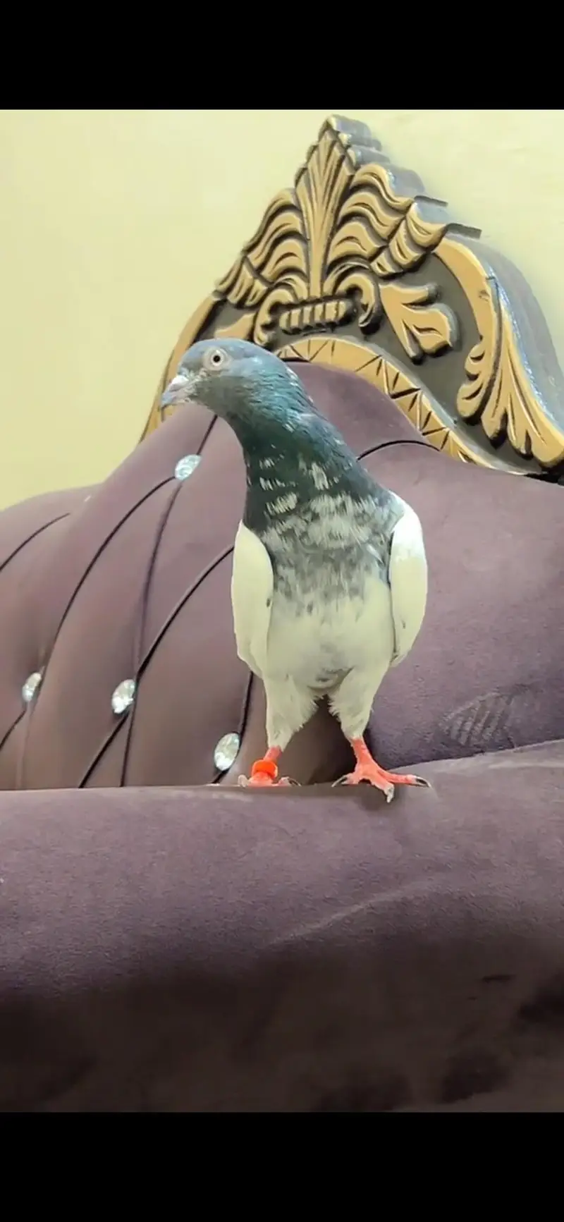 Mehroo wali Rampuri Teedy Female or Ch sb vala maleTeddy100% Breeder p — photo 4