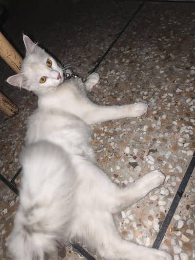 turkish angora