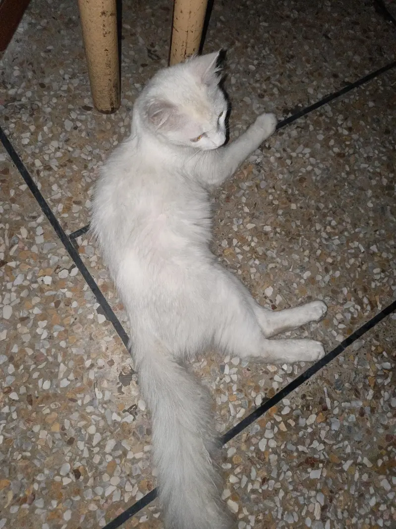 turkish angora — photo 2