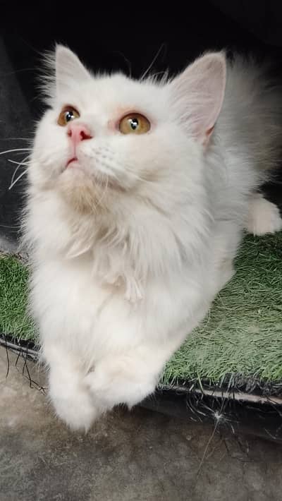 3 Persian Cats for Sale – Doll Face & Long Hair