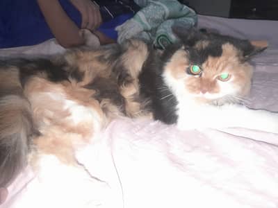 Beautiful Persian female cat for only 12000