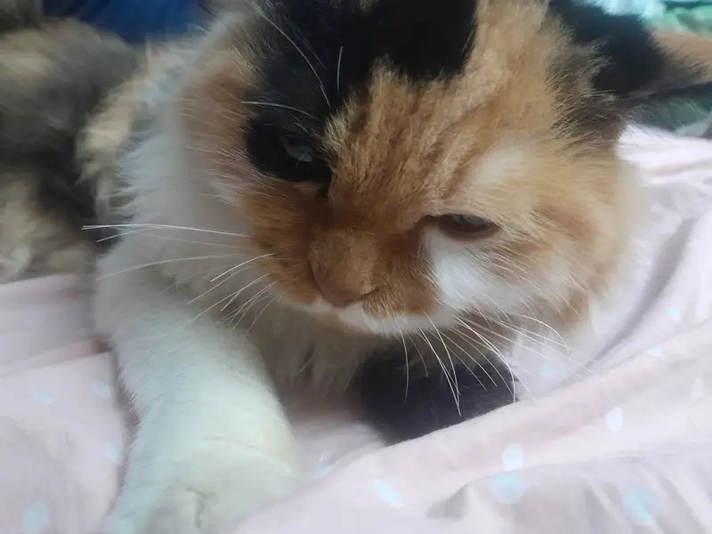 Beautiful Persian female cat for only 12000 — photo 2