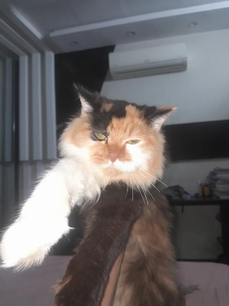 Beautiful Persian female cat for only 12000 — photo 3