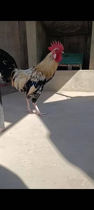 Misri Murga 1