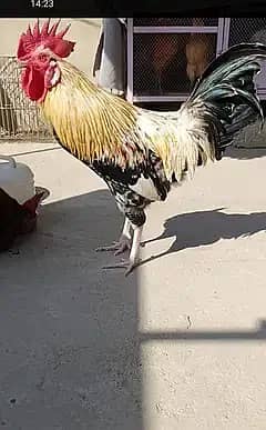 Misri Murga 3