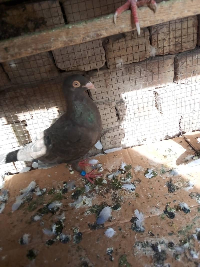 ریسر کبوتر 1
