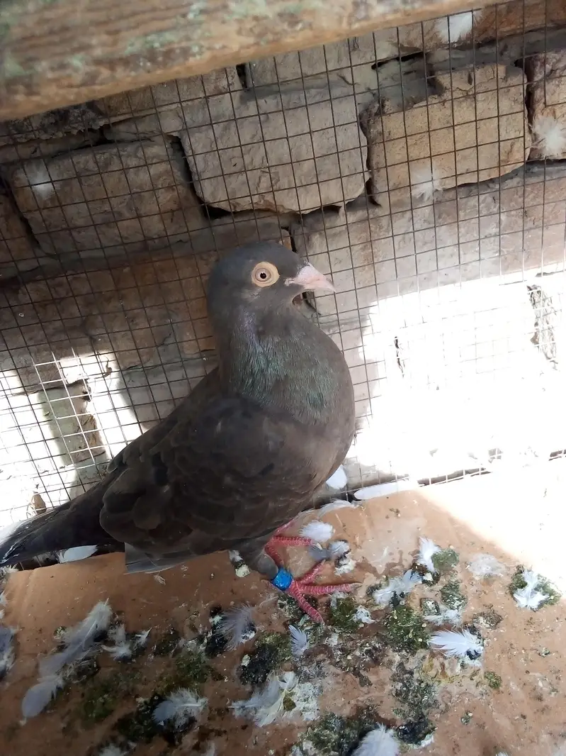 ریسر کبوتر — photo 3