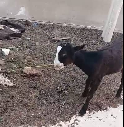 Good Quality Goat Teddy Female Bakri Zero Size Home Breed