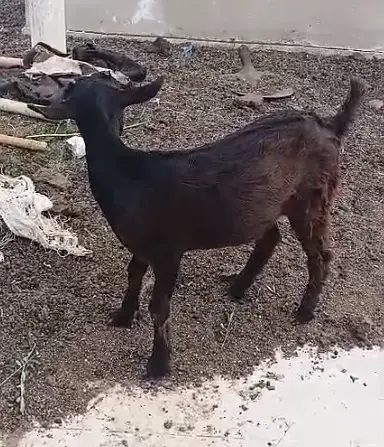 Good Quality Goat Teddy Female Bakri Zero Size Home Breed — photo 3