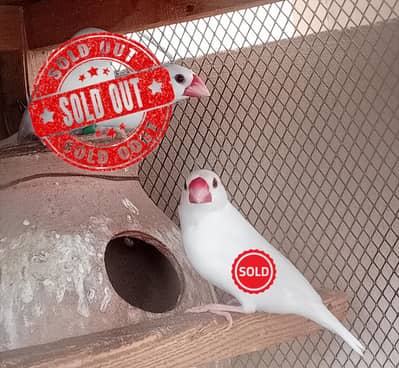 finch