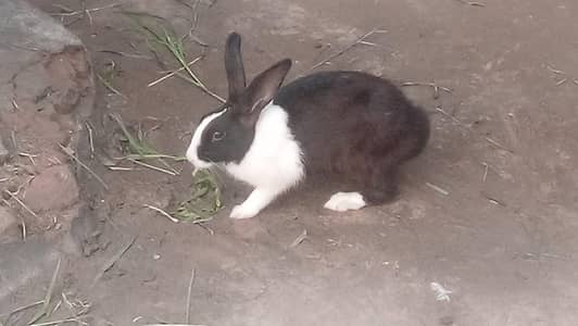 Rabbit Breading  Pairs