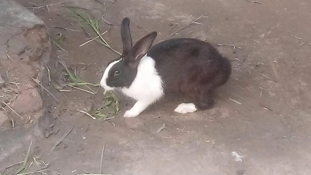 Rabbit Breading  Pairs