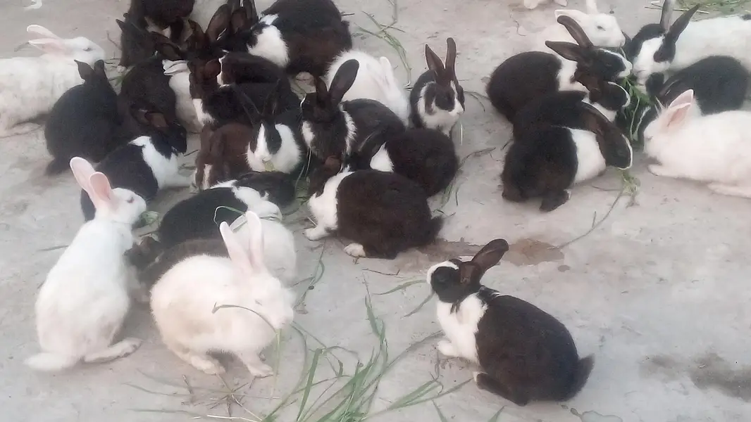Rabbit Breading  Pairs — photo 2