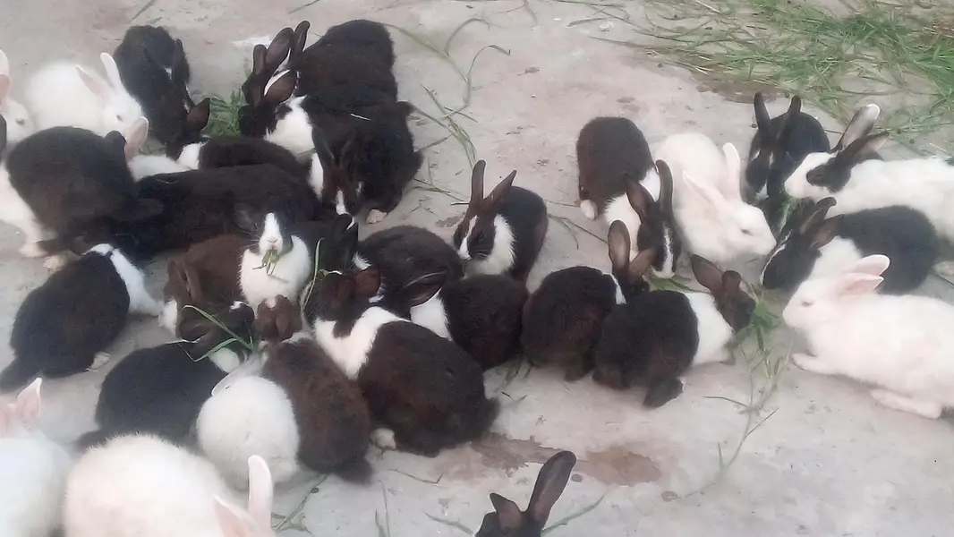 Rabbit Breading  Pairs — photo 4