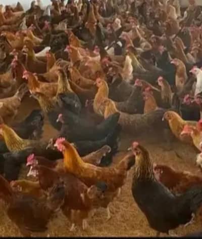 golden misri / egyptian fayoumi / fayoumi / misri / eggs laying hens