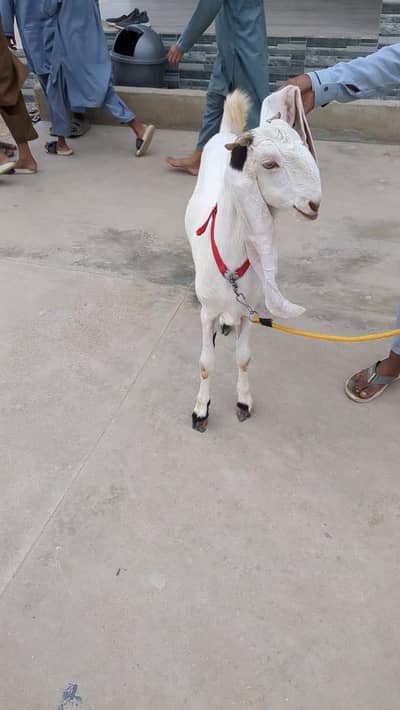 2 daant bakri full active