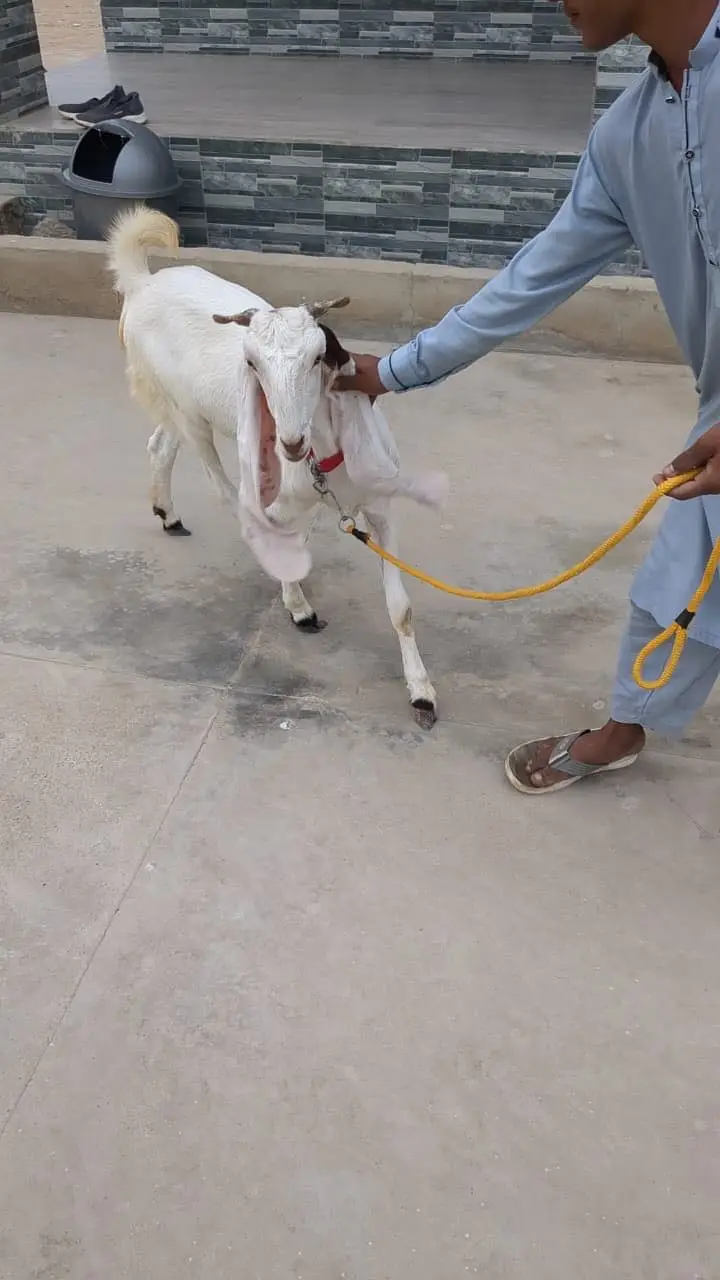 2 daant bakri full active — photo 2