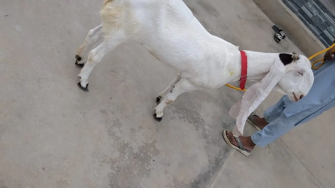 2 daant bakri full active — photo 3