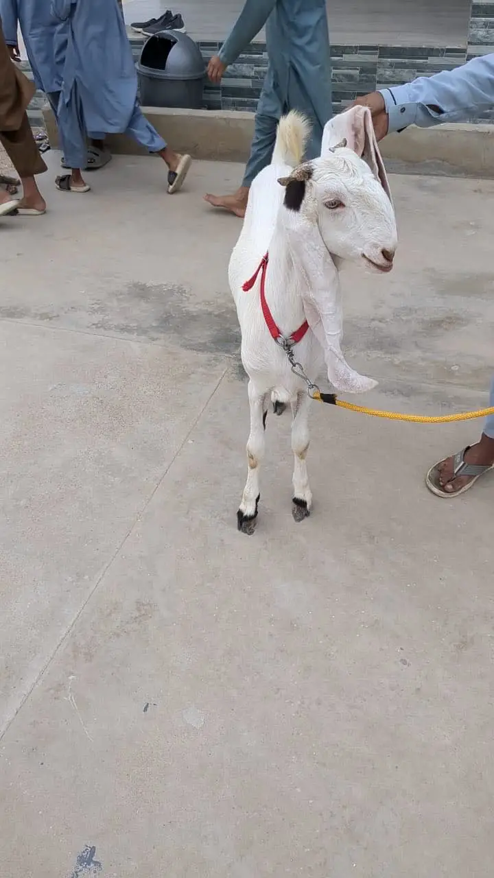 2 daant bakri full active — photo 7