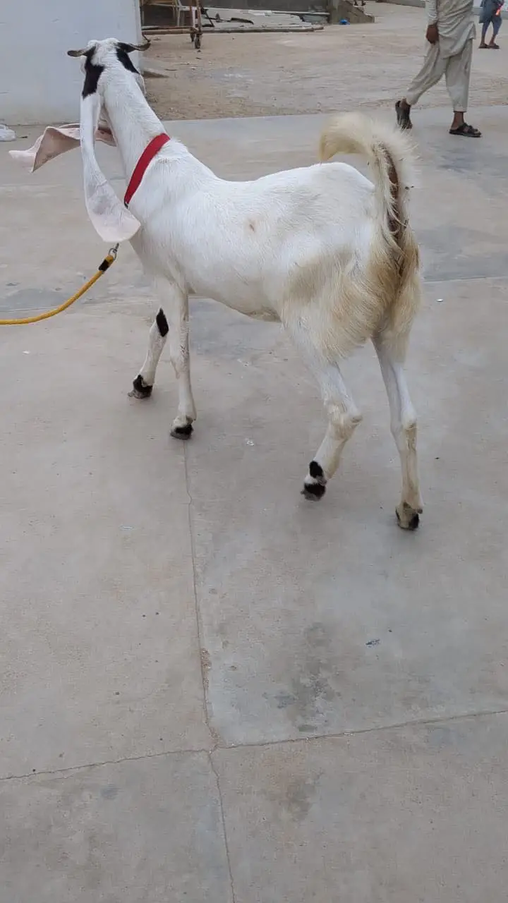 2 daant bakri full active — photo 8