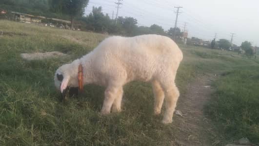Larkana Male Chatara