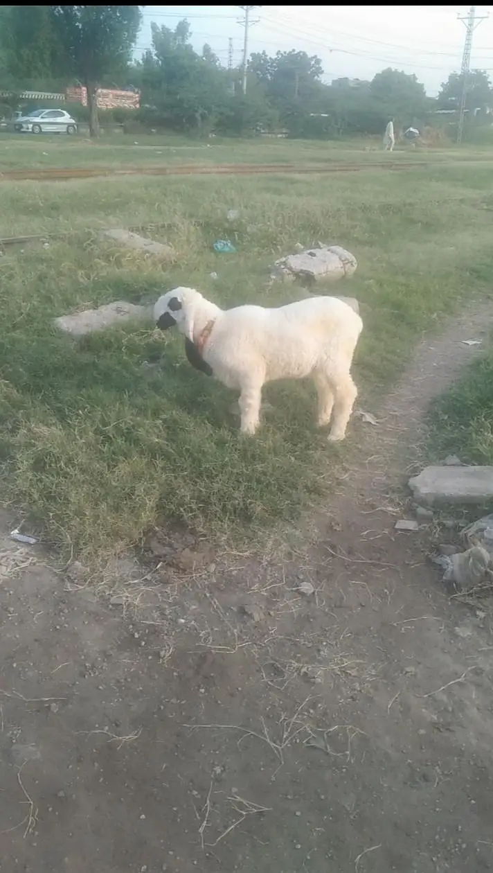 Larkana Male Chatara — photo 2