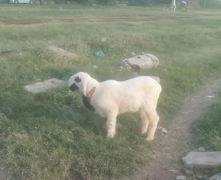 Larkana Male Chatara — photo 3