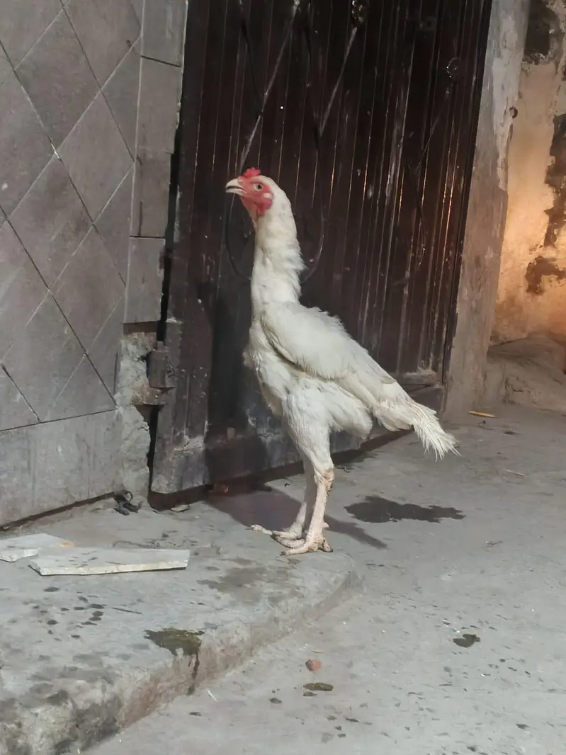 white Heera prayer for sale location Lahore cargo Al Pakistan healthy — photo 2