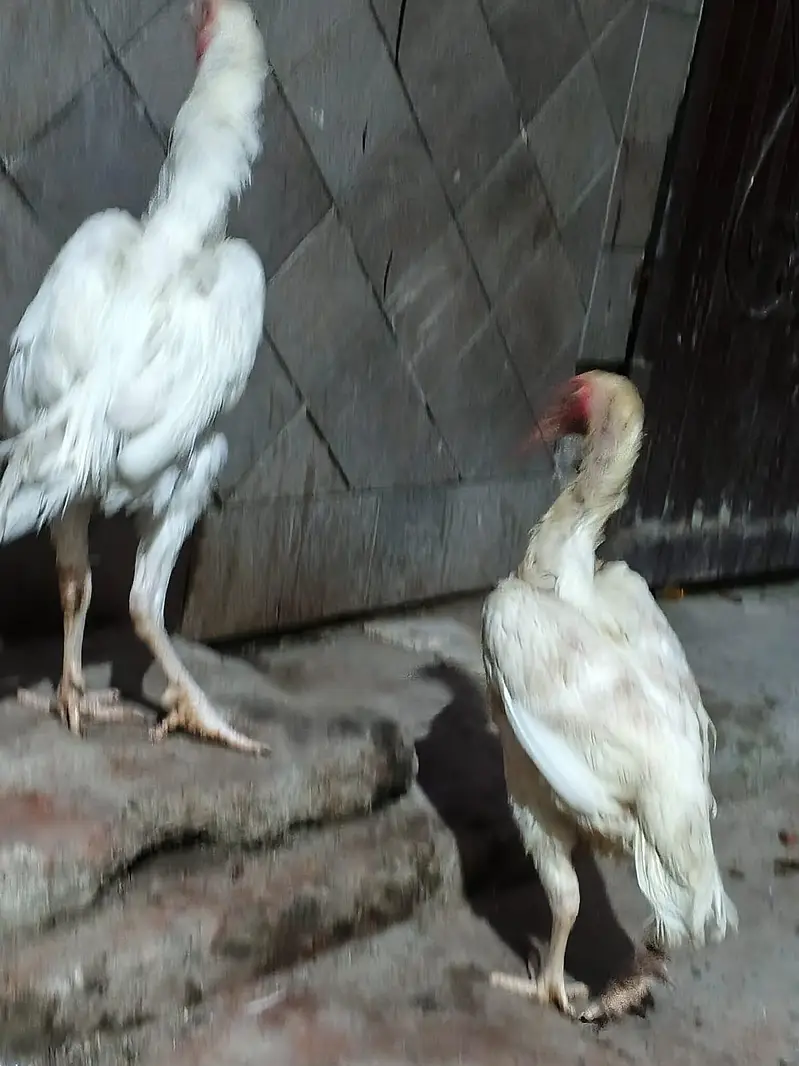 white Heera prayer for sale location Lahore cargo Al Pakistan healthy — photo 3