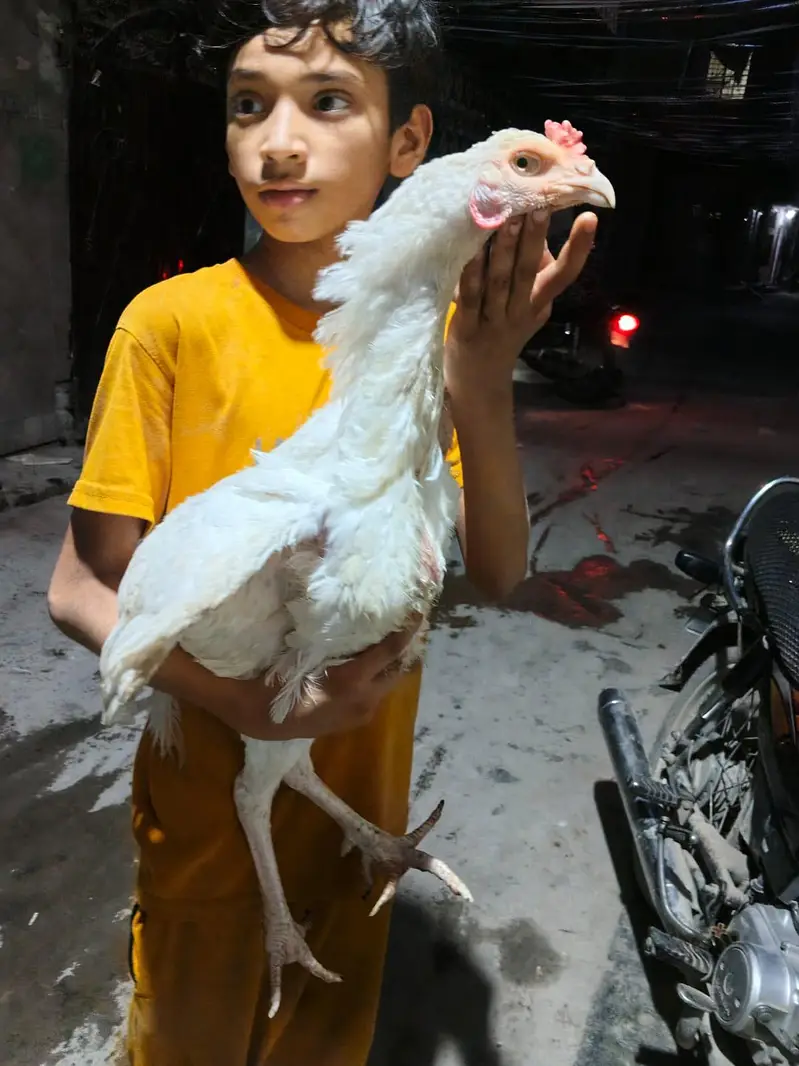 white Heera prayer for sale location Lahore cargo Al Pakistan healthy — photo 6