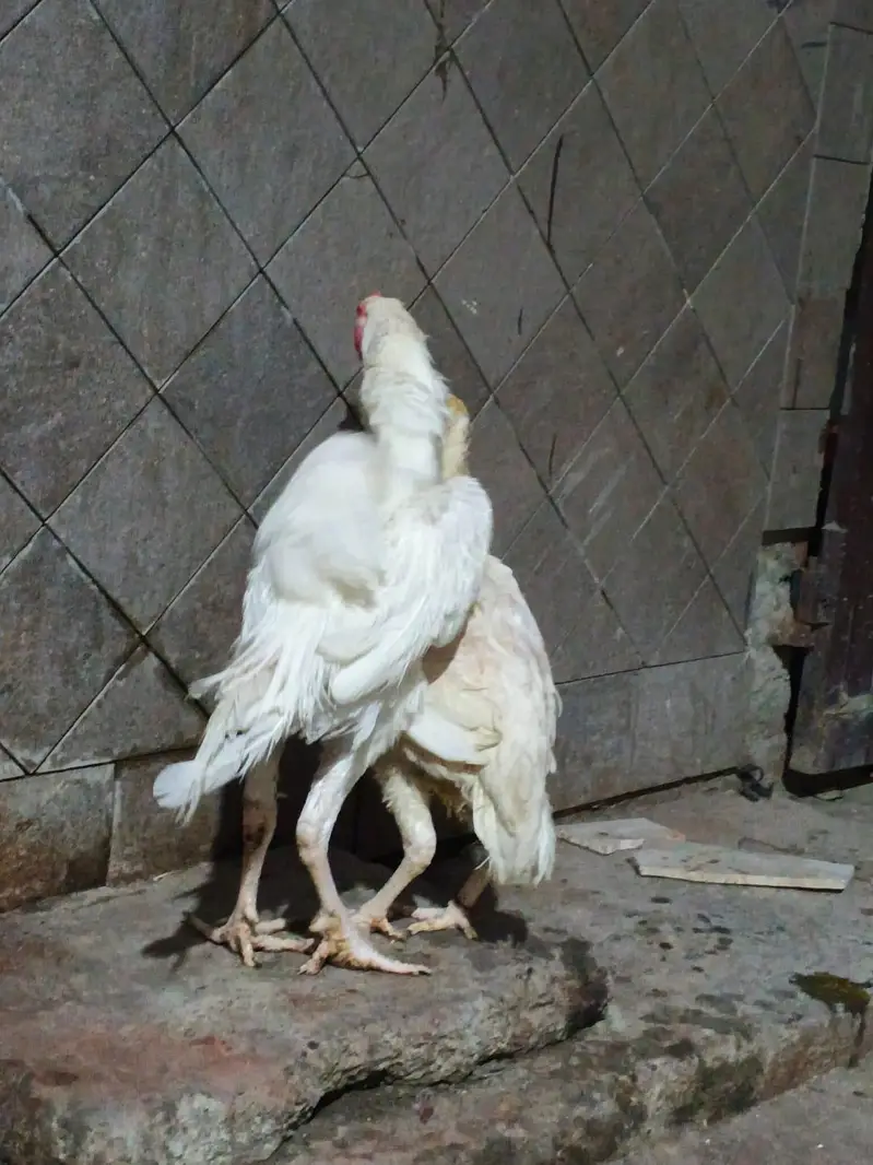 white Heera prayer for sale location Lahore cargo Al Pakistan healthy — photo 7