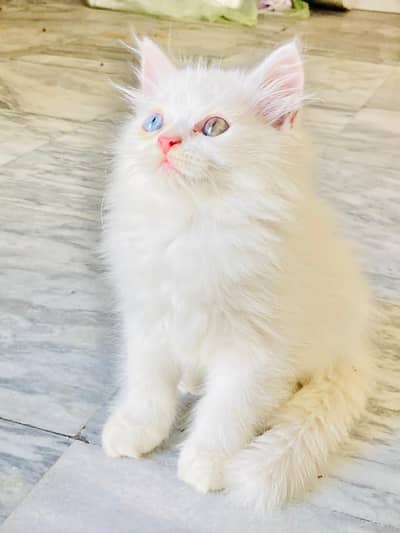 White Persian kitten| Odd Eyes | Piki face |fluffy hairs