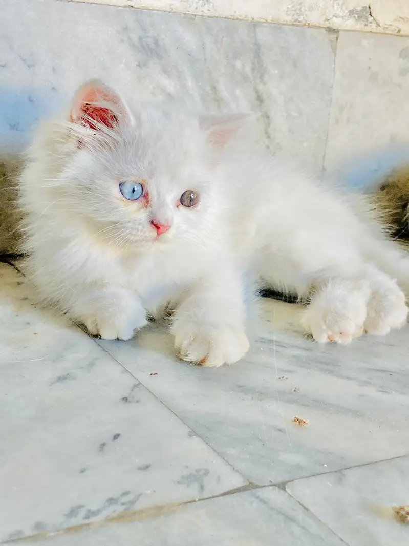 White Persian kitten| Odd Eyes | Piki face |fluffy hairs — photo 2