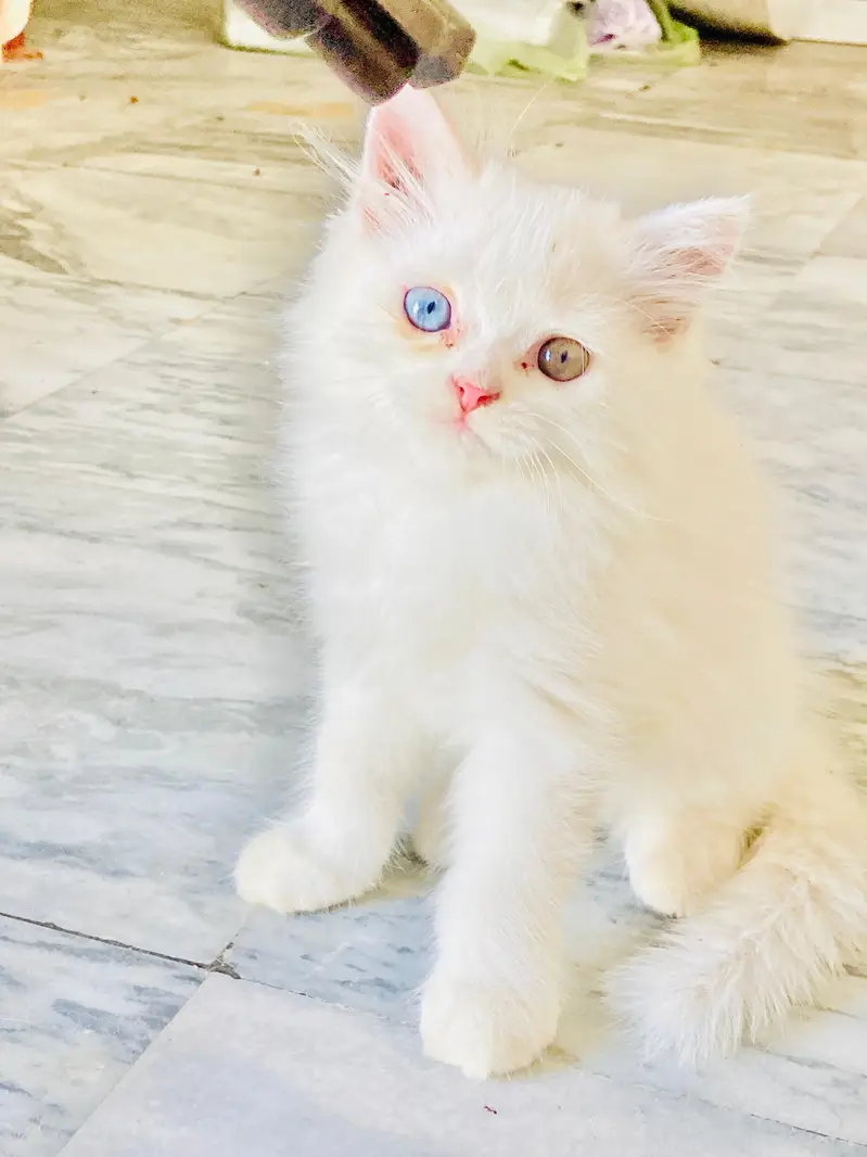 White Persian kitten| Odd Eyes | Piki face |fluffy hairs — photo 3