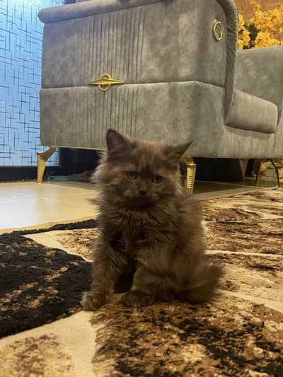 Persian cat tripple coat