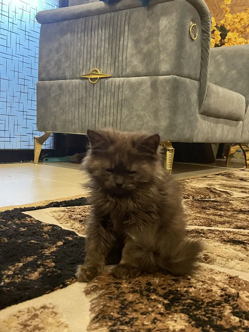 Persian cat tripple coat — photo 2